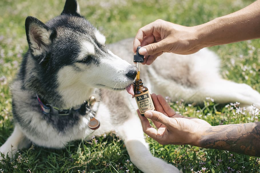 What is Holistic Pet Care? - Independence Veterinary Clinic