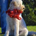 HOLIDAY PET SAFETY TIPS