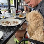 DOG-FRIENDLY IN THE QUEEN CITY!