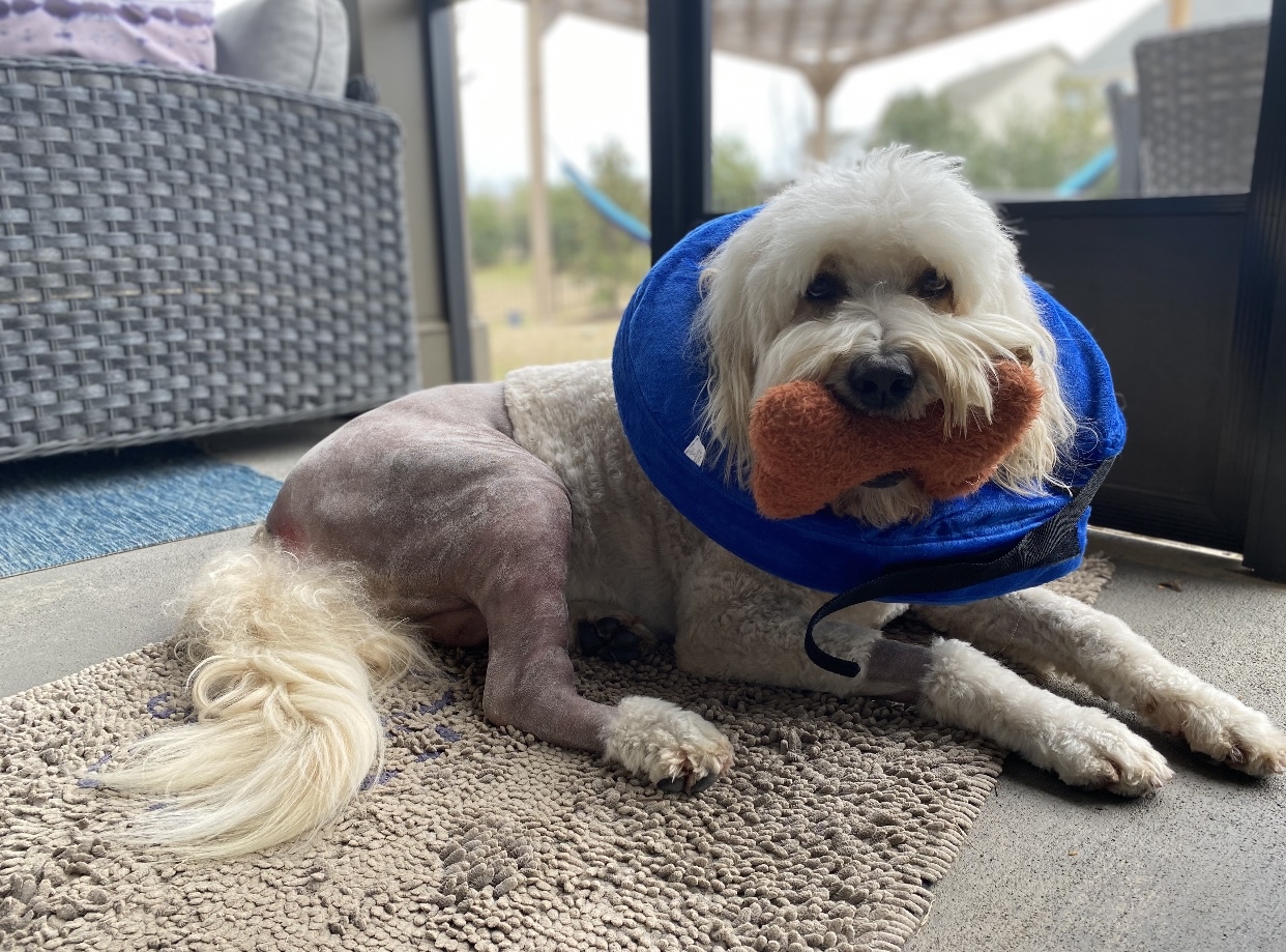 how-long-will-my-dog-limp-after-tta-surgery