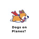 DOGS ON PLANES?