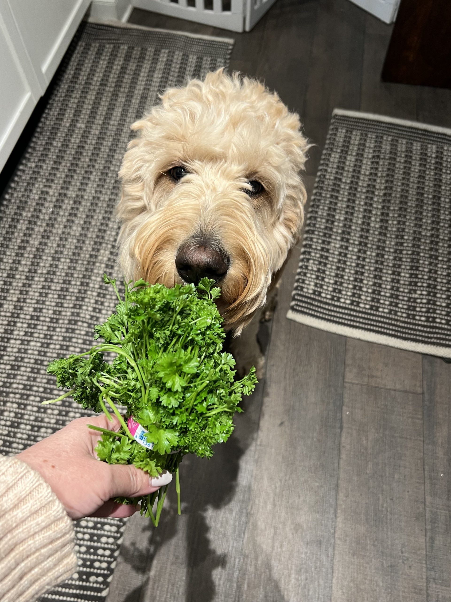 Dog ate hot sale cactus plant