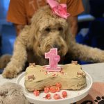 dog looking at cake