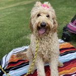 Poodle with a pink bow on a picnic blanket