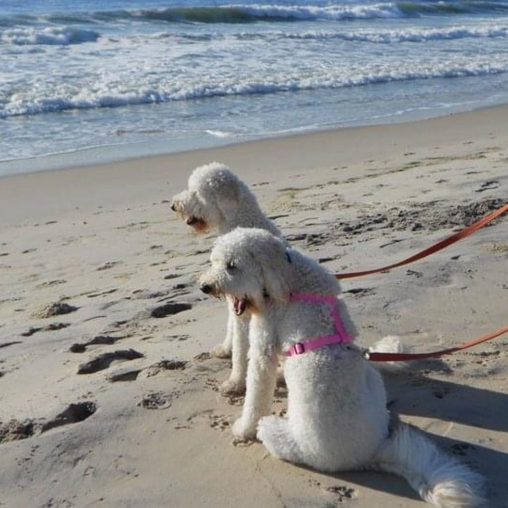 two poodles sitting on the beach at the ocean in North Carolina