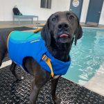 Do All Dogs Know How to Swim?
