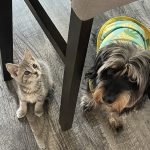 A kitten and a dog with a thunder shirt sitting under a table