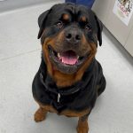 Healthy Smiles at Independence Veterinary Clinic 