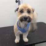 The Benefits of Grooming Your Pet: Why It’s Essential for Their Health and Happiness