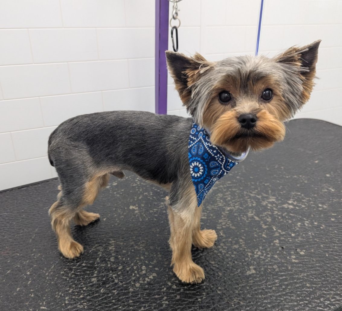 pup at groomer