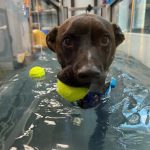 Dive into Wellness: The Benefits of Dogs Swimming at AquaPups Charlotte and HealingPups