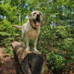 10 Fun Fall Activities to Enjoy with Your Pet in Charlotte, NC