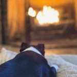 Winter Tips for Dogs: Keeping Your Canine Comfortable and Active in Charlotte 