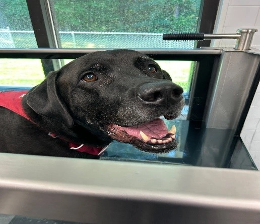 About Woofin' Workout