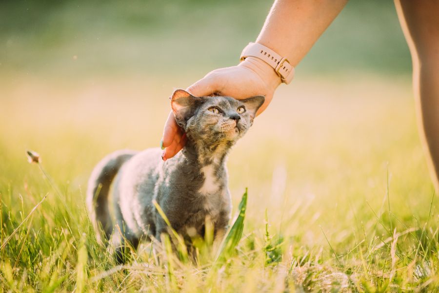 Pets Heal Loneliness
