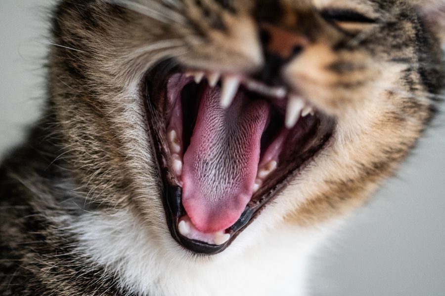 cat teeth