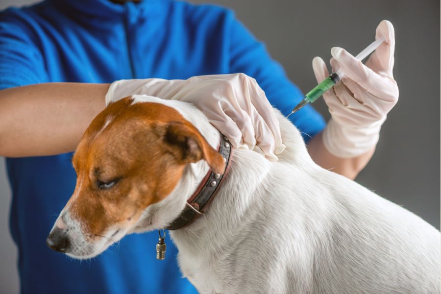 Dog Core Vaccines