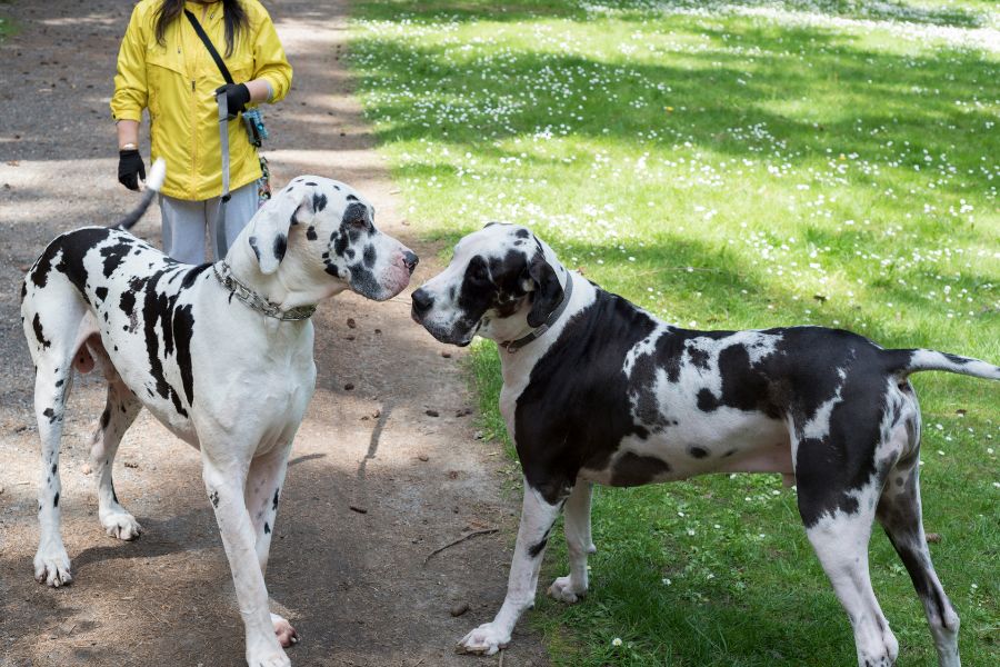Great Dane Life Expectancy