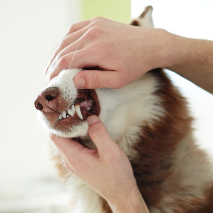 Dog Dental Services