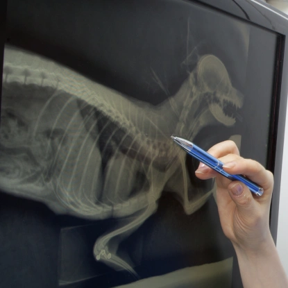 Dog Digital Radiography