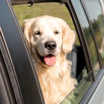 Dog Drop-off Services