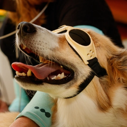 Dog Laser Therapy