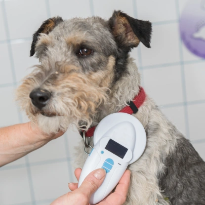 Dog Microchips