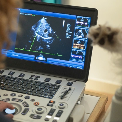 Dog Ultrasound