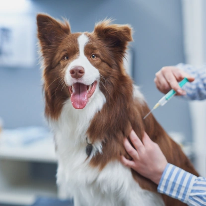 Dog Vaccination