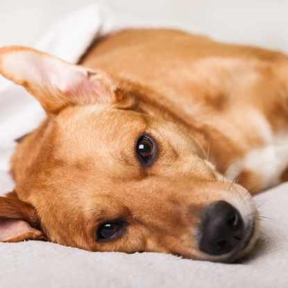 End-Of-Life Care for Dogs