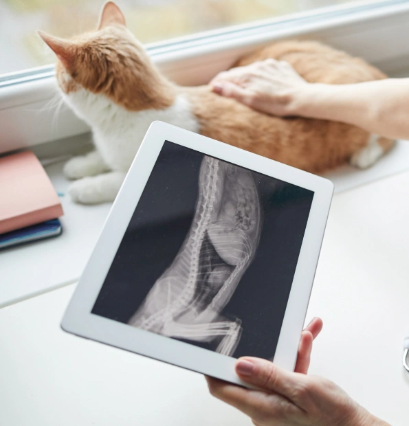 Cat Digital Radiography