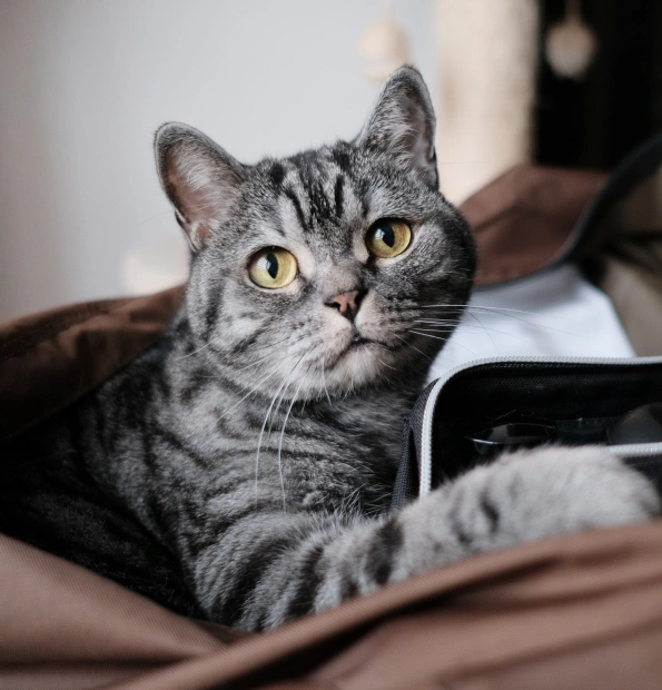 Cat Drop off Services