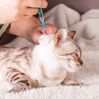 Cat Vaccination