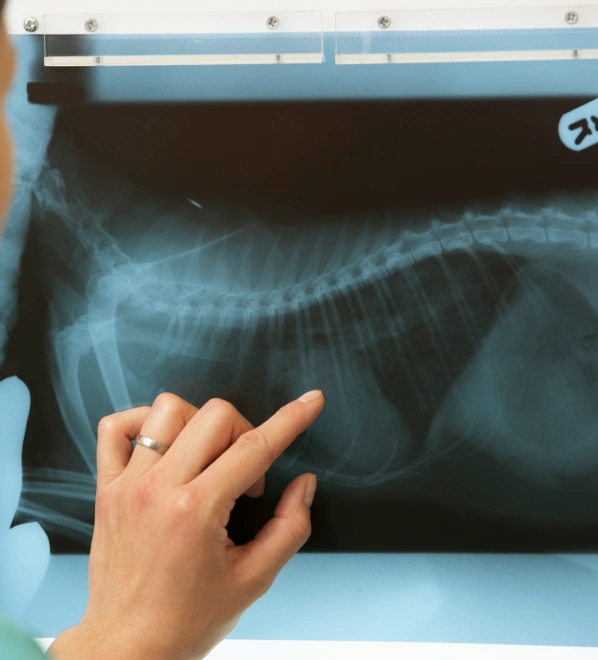 Dog Digital Radiography