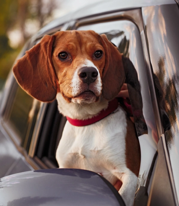 Dog Drop-off Services