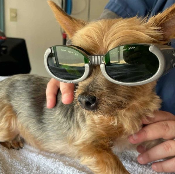 Dog Laser Therapy