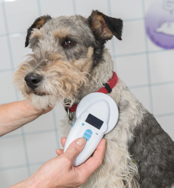 Dog Microchips