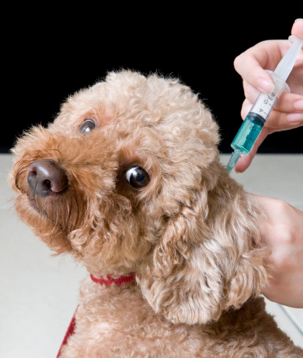 Dog Vaccination