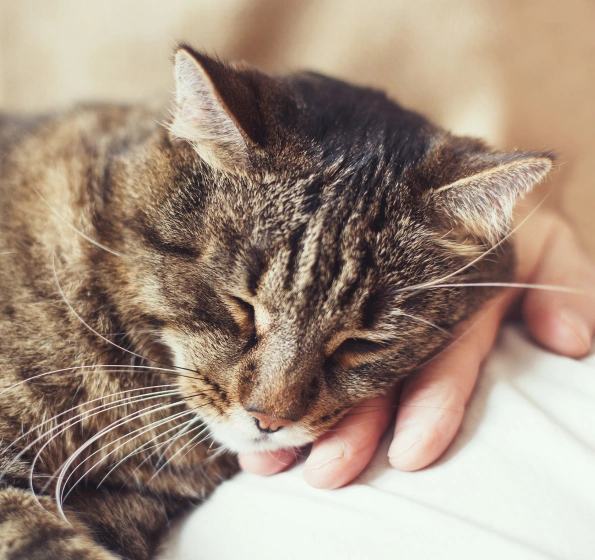End-Of-Life Care for Cats