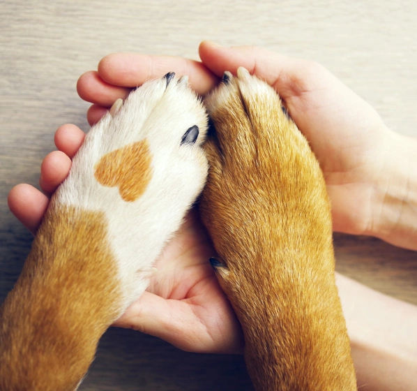 End-Of-Life Care for Dogs
