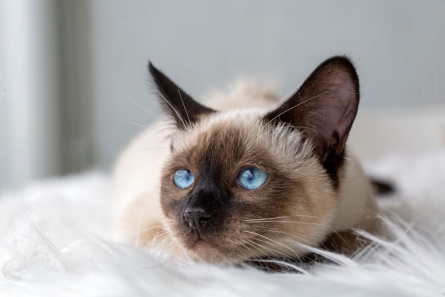 Cat Breeds for Allergy Sufferers