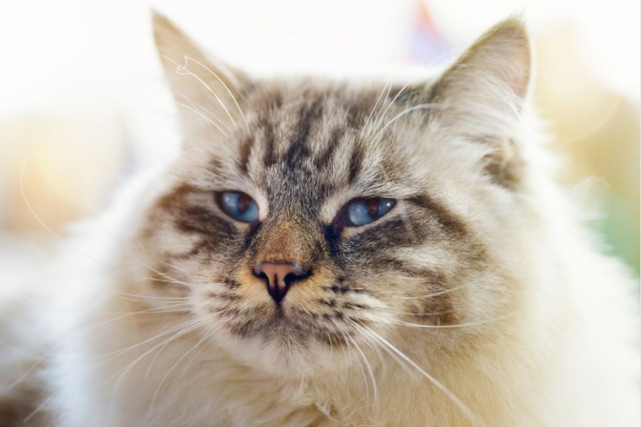 Ragamuffin Cat Health Issues