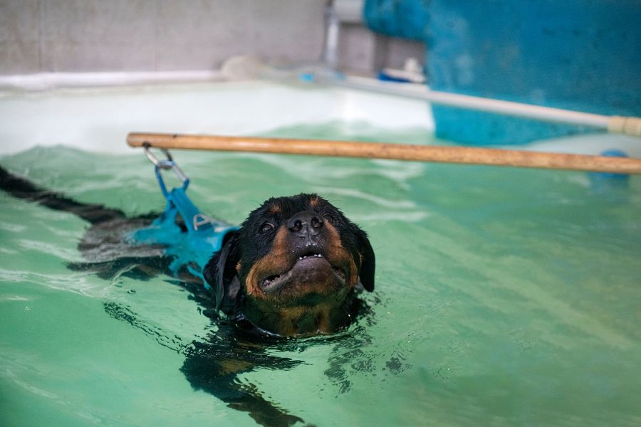 Underwater Treadmill Therapy
