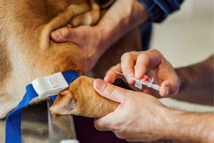 dog DNA testing