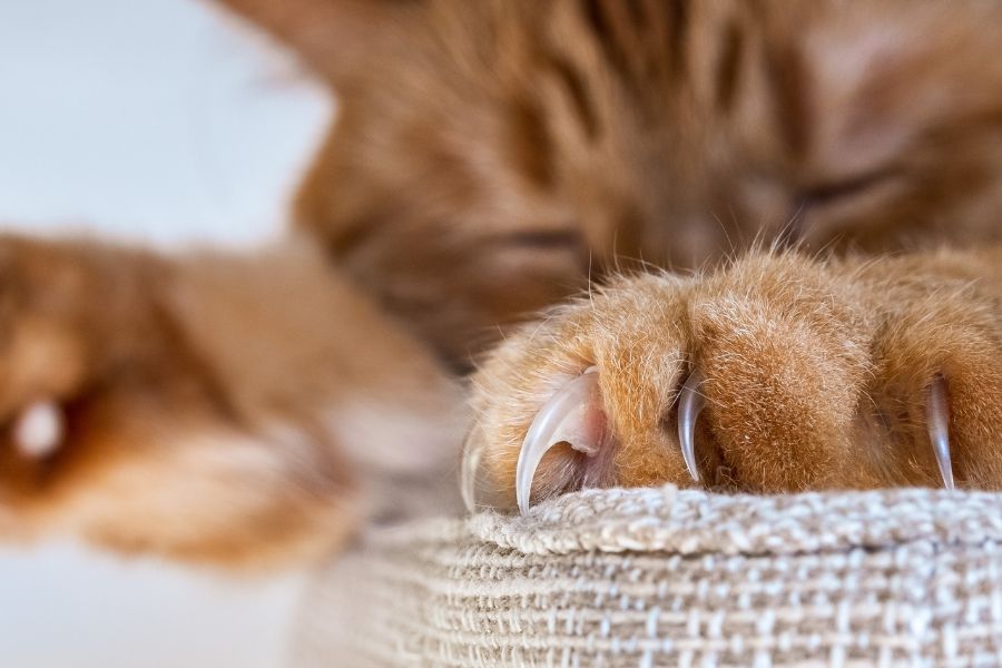 Cat Claw Care