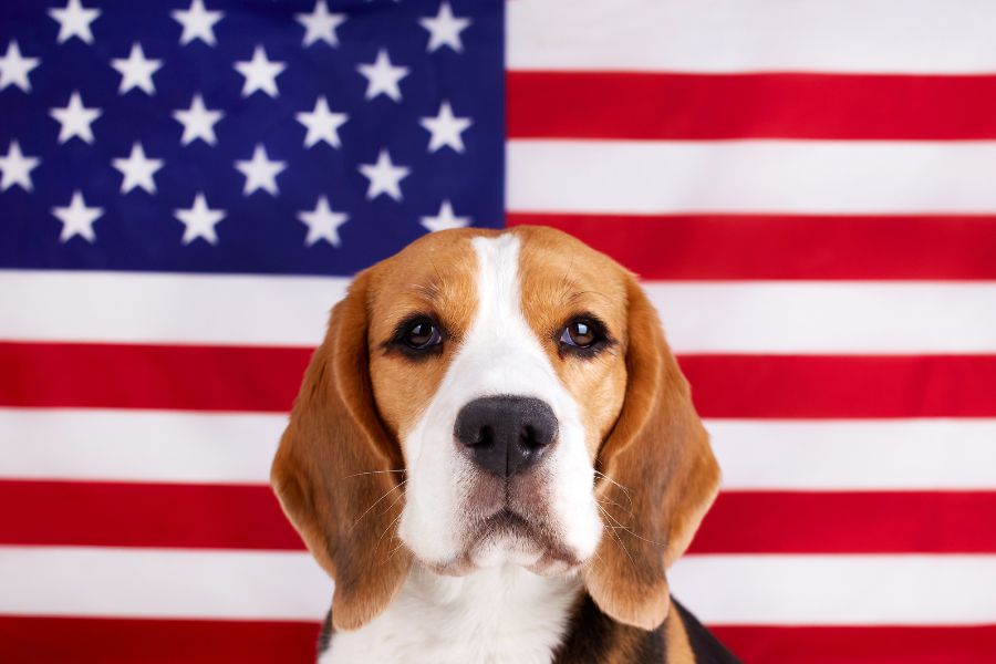 Pet Safety