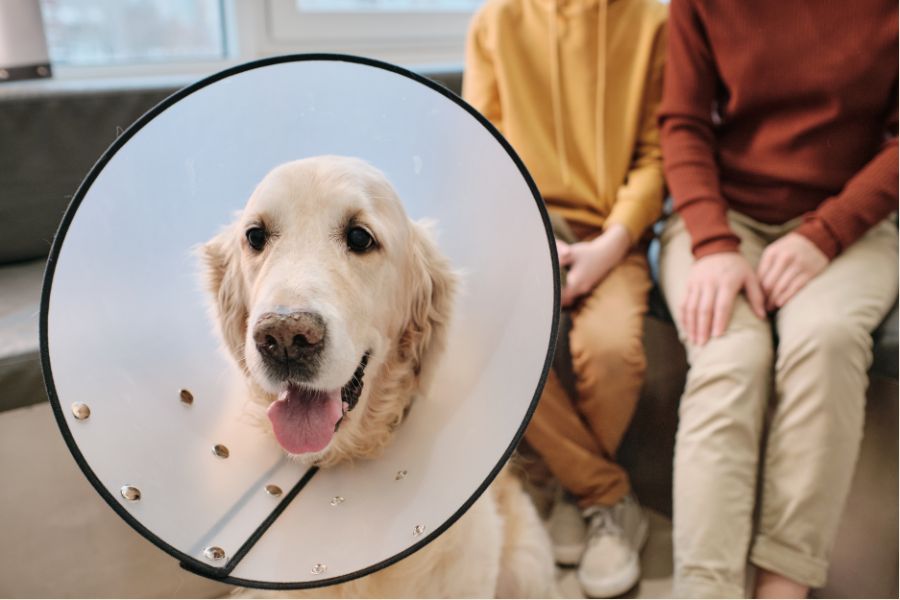 Pet Injury Surgery