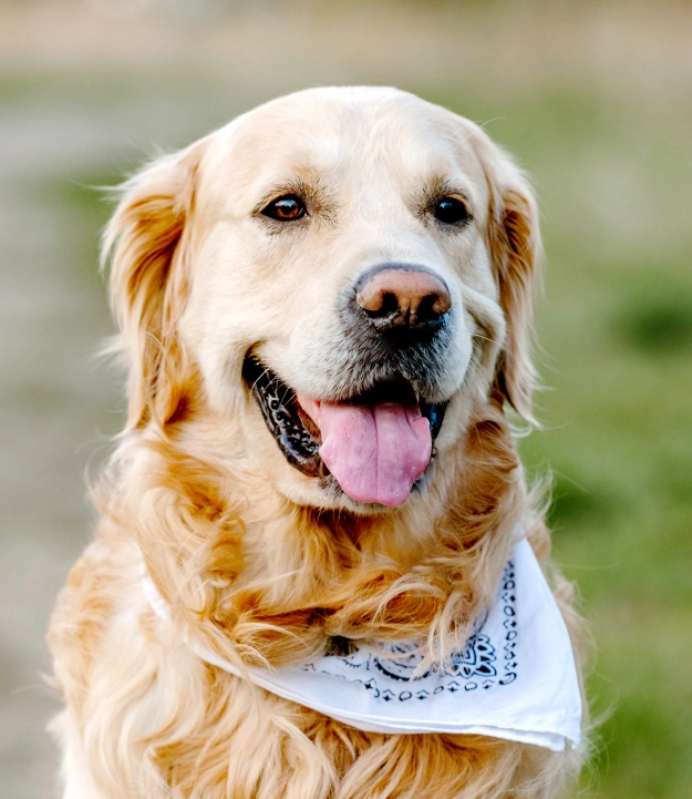 How to Install the PetDesk App