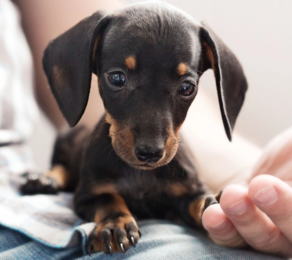 Small black and tan puppy resting while a person gently holds its front paw
