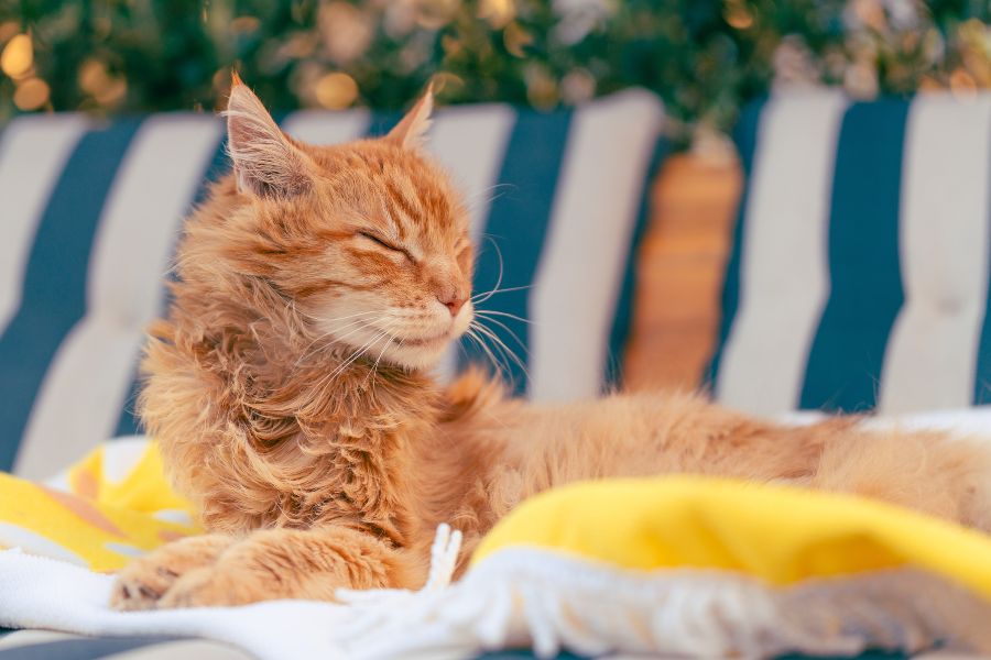 Maine Coon Cats